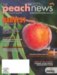 The Peach News