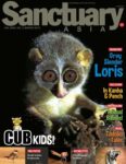 Sanctuary Cub
