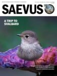 Saevus