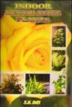 Indoor Decorative Plant