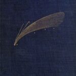 Astronomical Curiosities: Facts and Fallacies