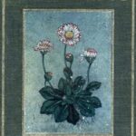 Flowers, Shown to the Children