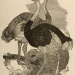The Practical Ostrich Feather Dyer