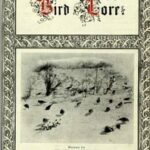 Bird-Lore, Volume I—1899