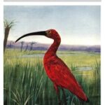 Birds and All Nature, Vol. 7, No. 4, April 1900