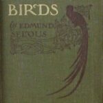 Beautiful Birds