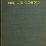 Bird Life Glimpses