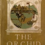 The Orchid