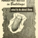 Powder-Post Beetles in Buildings: What to Do About Them