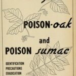 Poison-ivy, Poison-oak and Poison Sumac: Identification, Precautions and Eradication
