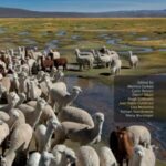Advances in Fibre Production Science in South American Camelids and other Fibre Animals