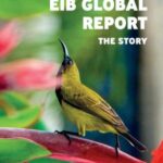 EIB Global Report: The Story
