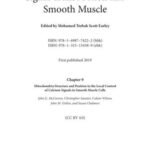 Chapter 9 Mitochondria Structure and Position in the Local Control of Calcium Signals in Smooth Muscle Cells