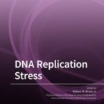 DNA Replication Stress